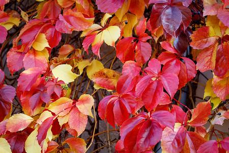 红色弗吉尼亚爬山虎（爬山虎）的秋叶。