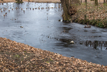 有鸭子的结冰的小河