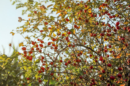 玫瑰果（狗玫瑰“Rosa Canina”）灌木，带刺的树枝上的小红色果实，被背光太阳照亮。