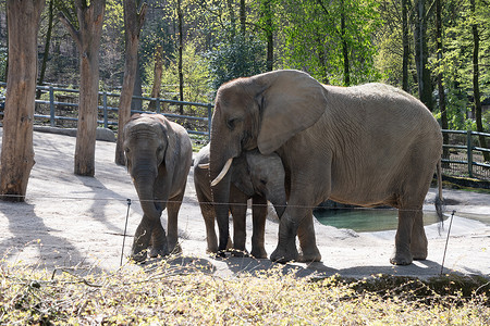 德国伍珀塔尔绿色动物园里，小象正在喝妈妈的牛奶