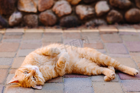 一只姜猫躺在户外，享受阳光明媚的夏日