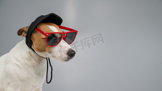 口罩帽子摄影照片_戴着黑色帽子和白色背景太阳镜的杰克罗素梗犬。