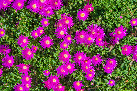紫色花朵背景摄影照片_微小的紫色花朵背景