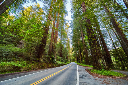 穿过令人惊叹的红杉巨人大道的道路