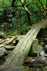 森林中的桥摄影照片_森林中的人行桥