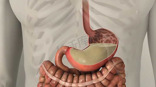 真人手动画摄影照片_人体消化系统内脏和胃的解剖