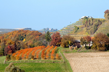 罗巴杰的葡萄园和山丘景观 - 克罗地亚