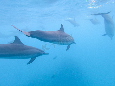 蓝色水下世界摄影照片_马尔代夫马富士岛附近的蓝色海水中嬉戏的海豚群