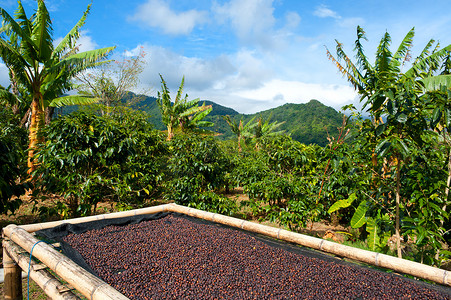 中美洲巴拿马的咖啡种植园。