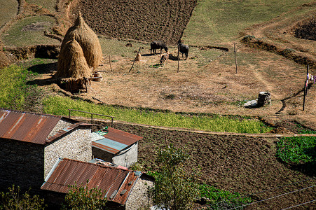 博卡拉 Ghorepani 山村的农场和牲畜