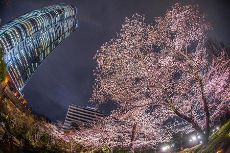 夜樱花和六本木新城（毛花园）