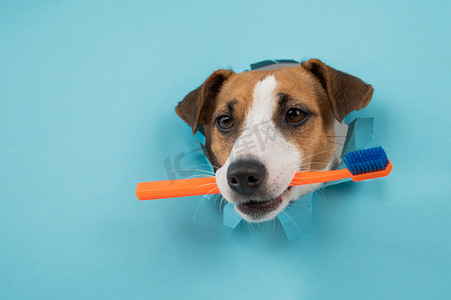 杰克罗素梗犬的口鼻从纸蓝色背景中的一个洞中伸出，并拿着一把橙色牙刷。