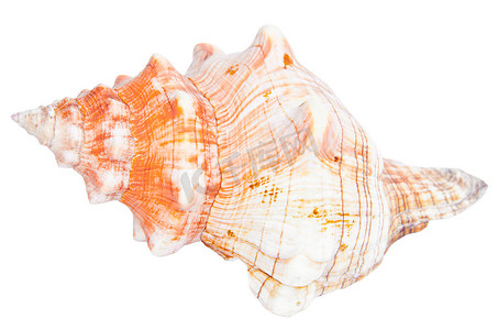 海螺 海洋贝壳 贝壳