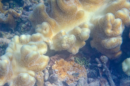 水下水生活珊瑚