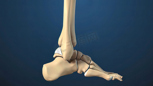 人的脚由二十六块骨头组成。