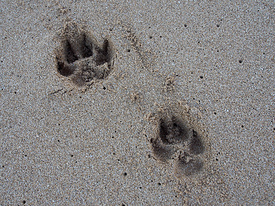 沙子里的两只狗爪印