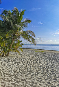 阿祖尔摄影照片_墨西哥坎昆的普拉亚阿祖尔海滩棕榈海景全景。
