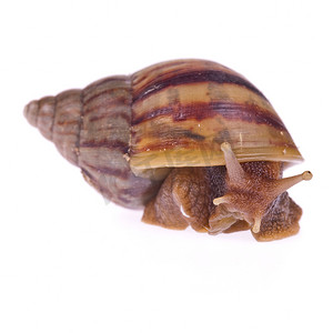 蜗牛 (Amphidromus) 孤立在白色背景
