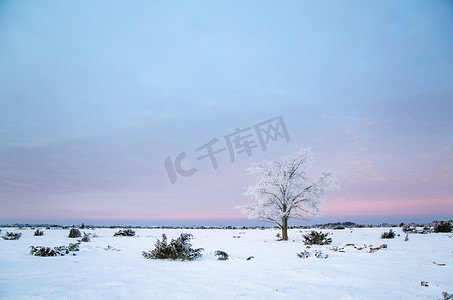 大平原地区孤独的霜树