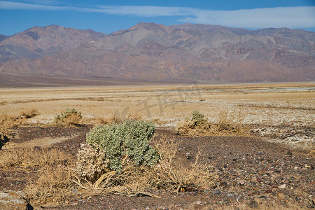 空旷的沙漠景观中孤独的绿色灌木与山脉