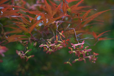 日本红日摄影照片_秋天公园里的红日本枫树