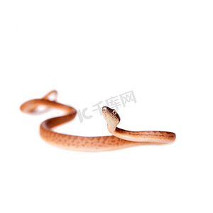 白色 backgorund 上的波多黎各蟒蛇