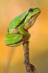 欧洲树蛙，西班牙瓜达拉马山脉国家公园