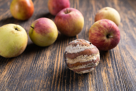背景有霉菌和新鲜苹果的苹果 — 霉菌生长和食物腐败概念