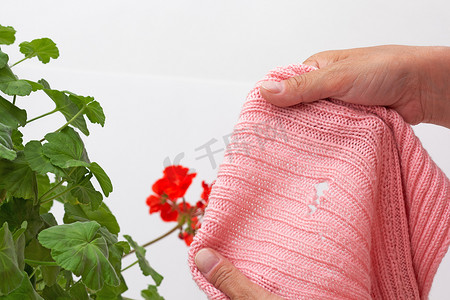 妇女手握着天竺葵上被飞蛾吃掉的受损羊毛布，作为预防的补救措施