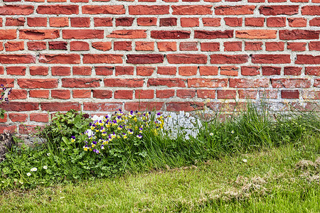 一栋老建筑上的红砖墙的特写，春天里绿草茂盛，野雏菊生长。