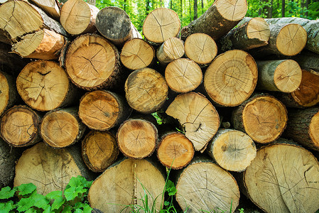 林业ppt摄影照片_一堆新鲜木材
