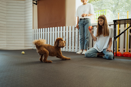 狗爪子摄影照片_小棕色贵宾犬在宠物屋与训狗师一起训练