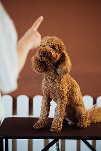 狗爪子摄影照片_宠物屋里美丽的棕色贵宾犬和训狗师