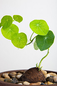 千金藤植物的特写