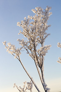 天空和树枝摄影照片_被雪和霜覆盖的植物