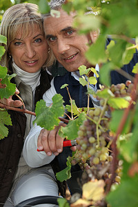 收割机摄影照片_一对夫妇正在采摘葡萄。