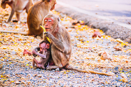 猴妈妈和猴宝宝摄影照片_自然界中的猴子家族和母婴动物野生动物