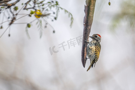 骑行青海湖摄影照片_红衣主教啄木鸟在克鲁格国家公园，南非