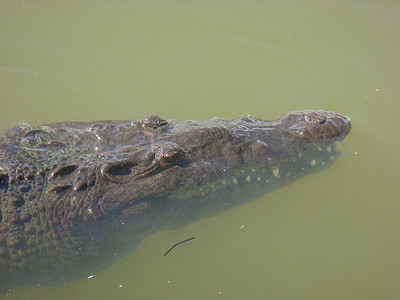 两栖爬行动物摄影照片_牙买加黑河中的鳄鱼