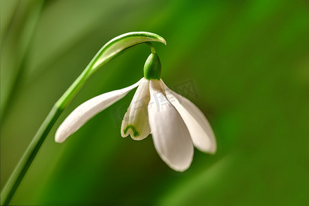 在偏远的田野里，在绿色复制空间背景下生长的白色常见雪花莲花的特写。