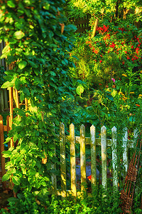 花园的栅栏背景摄影照片_花园的栅栏上覆盖着许多绿叶、鲜花和混合植物。