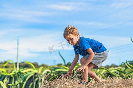 男孩蓝色 T 恤微笑着爬上干草堆的干草堆，晴朗的天空阳光灿烂的日子。