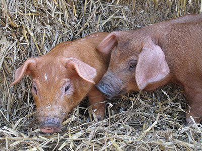 猪可爱动物摄影照片_可爱的小猪
