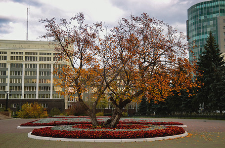 城市橙摄影照片_在建筑物和天空的背景下，城市环境中一棵橙叶树被花坛包围
