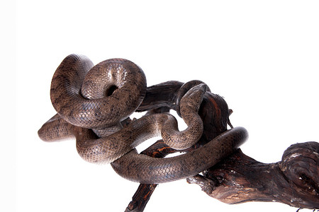 泡七彩泡摄影照片_白色 backgorund 上的波多黎各蟒蛇