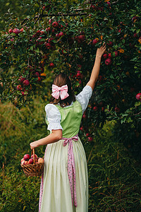 美丽的女人在绿色花园里采摘成熟的红苹果果实。