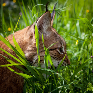 可爱的欧亚山猫，夏田的肖像