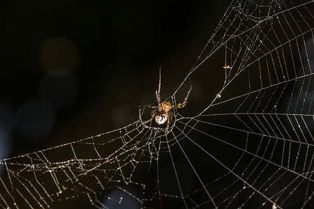 蜘蛛生活在蜘蛛网上