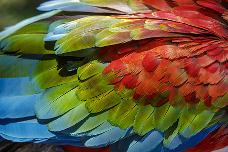 巴西潘塔纳尔湿地的猩红色和蓝色金刚鹦鹉的彩色翅膀特写