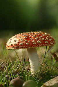 伞菌或飞木耳蘑菇